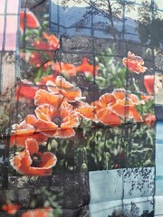 Landscape print high count cotton poplin