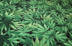 Cannabis Hemp Fabric Half Yard 1/2 Yd {100% COTTON} Marijuana Pot Weed 420 Grass