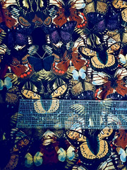Multicolored Butterflies Print Stretch Knit Fabric 75% Stretch 60″ X 40″ +
