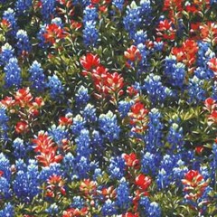 Texas Wildflowers Bluebonnet Indian Paintbrush Michael Miller Fabric FQ – 1/4 YD