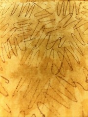 Material Golden Yellow And Brown High Lights Debbie Mumm