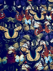 Multicolored Butterflies Print Stretch Knit Fabric 75% Stretch 60″ X 40″ +
