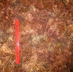 Batik hand-dyed swirly leaves cotton sew quilt fabric bhy x 44″ golds browns