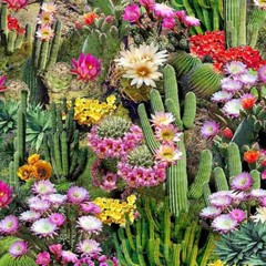 Fabric Cactus Flowers All Over on TIMELESS TREASURES Cotton 1/4 Yd WEST-CD-1786
