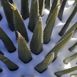 Aloe Vera Plant For Soap