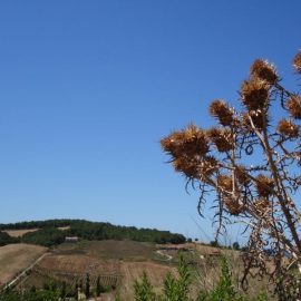 Prevent Prickly Heat
