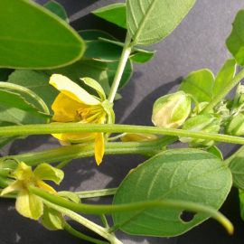 Tanners Senna Leaves