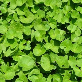 Herbal Plant, Cintella Asiatica, Indian Ginseng